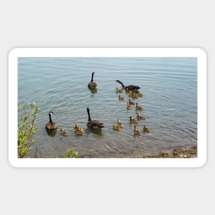 Family Of Canada Geese Swimming In The Water Sticker